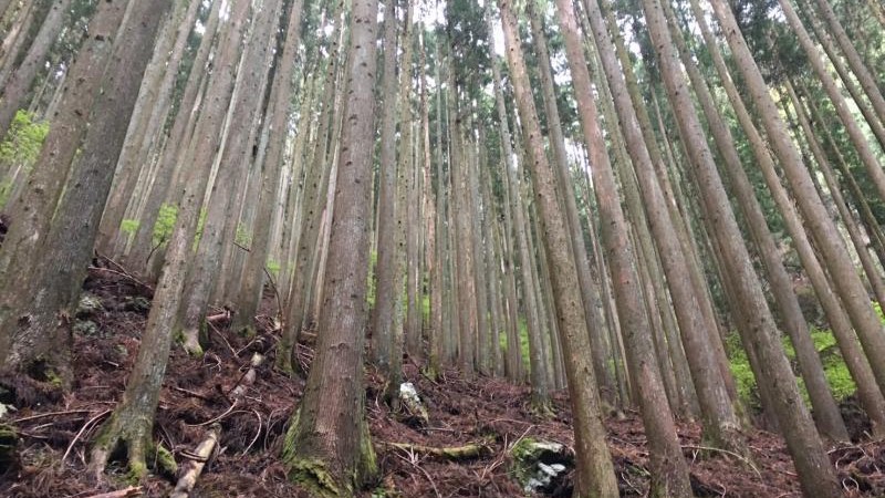 山林物件　浜松市天竜区佐久間町