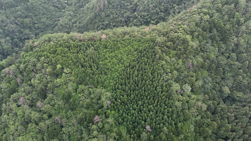 山林物件高知県高岡郡檮原町 尾根沿いの様子