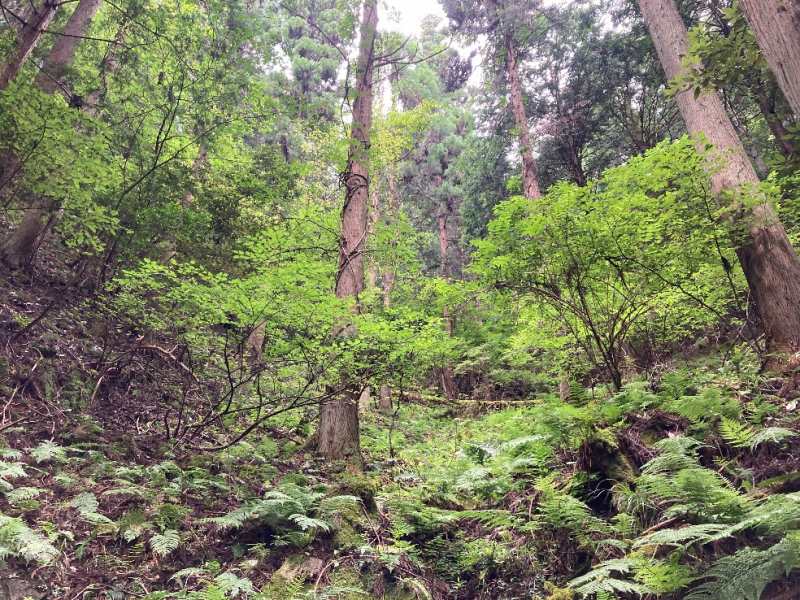 山林物件　岡山県苫田郡鏡野町